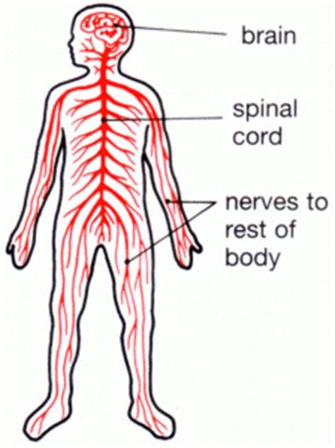 It generates, modulates and transmits information in the human body. Free Nervous System Cliparts, Download Free Clip Art, Free ...