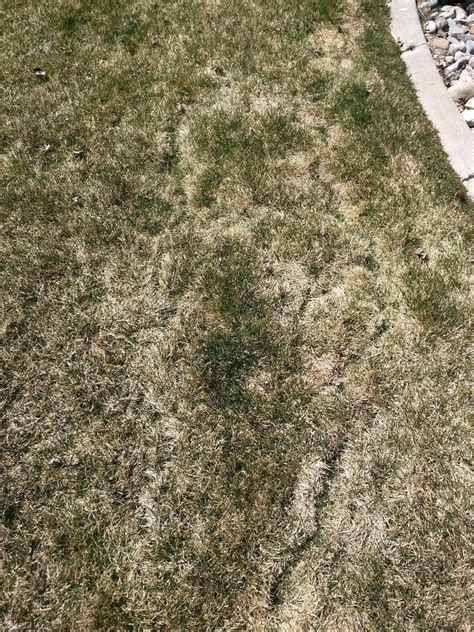 Dead Grass In Lawn After Winter Gardening And Landscaping Stack Exchange