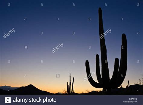 Silhouette Of A Saguaro Cactus Carnegiea Gigantea At Twilight Dawn In