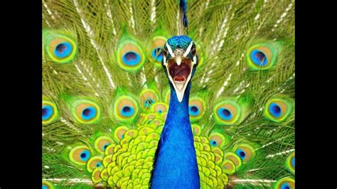 Amazing Hd Peacock Photos Youtube