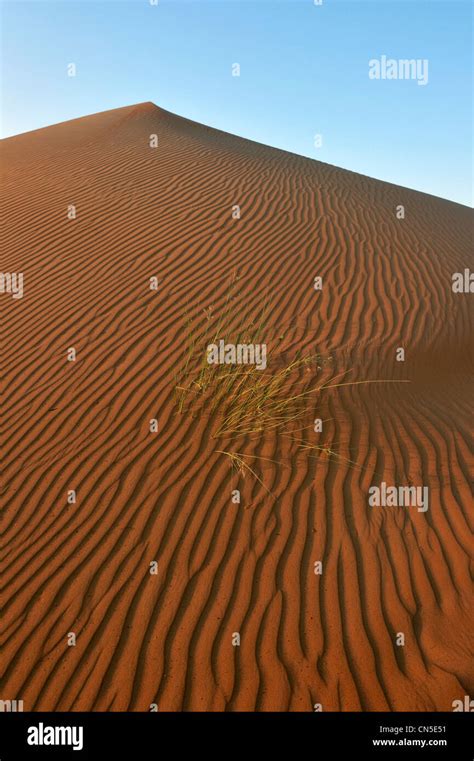 Sultanate Of Oman Ash Sharqiyah Region Desert Of Wahiba Sands Sand
