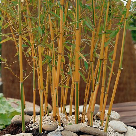 Pair Of Bamboo Plants Hardy Potted Yellow Stems Zigzag Outdoor Garden