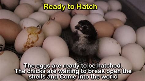 முட்டை முதல் குஞ்சு வரை From Egg To Chick The Complete Hatching