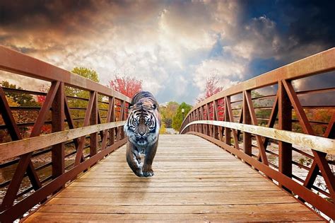 Tiger Walks On The Wooden Bridge Egbolt Setal Fahid Ragadozo Folyo