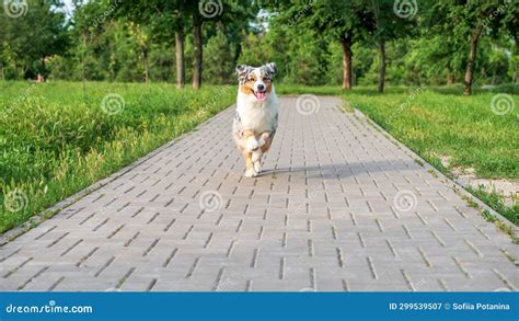 Purebred Australian Shepherd Dog For A Walk In The Park Stock Image