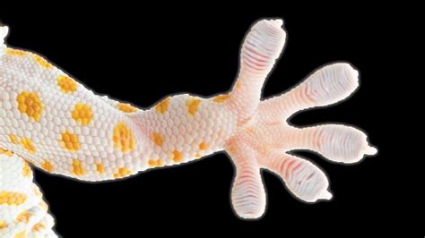 A Superstrong Biomimetic Tape Inspired By Gecko Feet Codesign