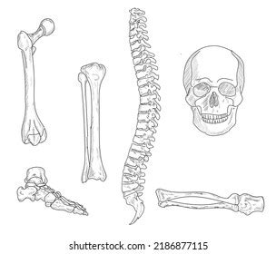 Human Skeleton Bones Joints Vector Sketch Stock Vector Royalty Free