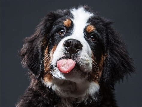 Bernese Mountain Dogs At 40th Parallel Llc Puppies For