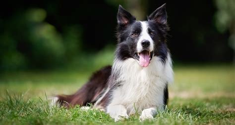 Border Collie Dog Breed Facts Temperament And Care Info