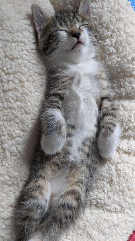 Sleepy Foster Kitten Belly Rcatbellies
