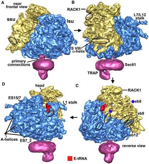 Structure Of The Mammalian 80s Ribosome At 87 Å Resolution Structure