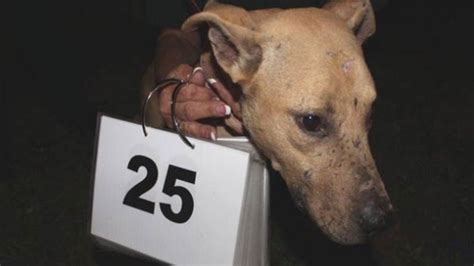 Over 120 Dogs Rescued From Two Fighting Rings Life With Dogs