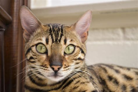 Bengal Cat Price Guide How Much Do Bengals Really Cost