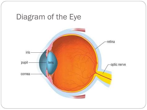 Ppt The Eye Powerpoint Presentation Free Download Id1999464