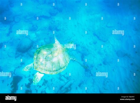 Sea Turtle Underwater In The Caribbean Stock Photo Alamy