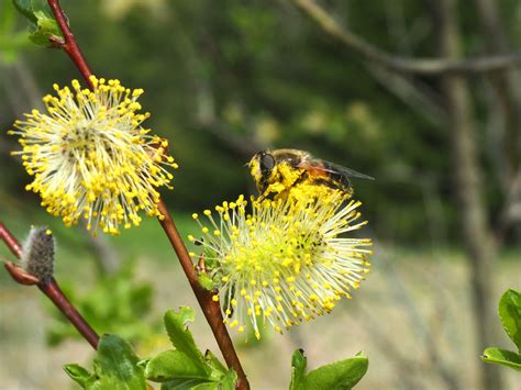 Free Images : nature, flower, wildlife, insect, botany, flora, fauna