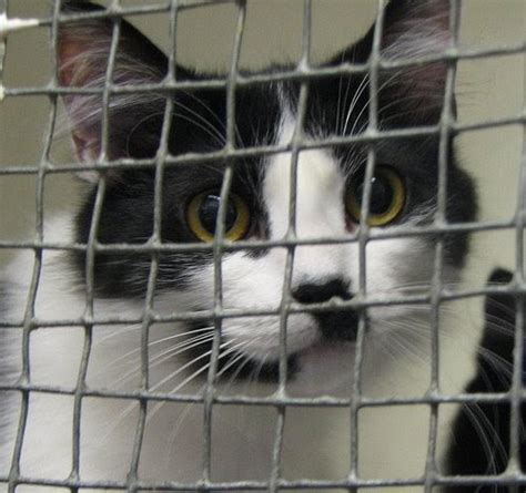 Blog About Cats No Kill Cat Shelters