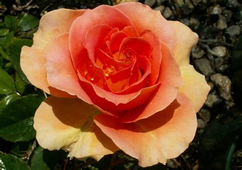 To ensure only genuine musicians and bands are creating and applying to band openings. Standard rose Brass Band (Height-Tall) 250mm Pot | Dawsons Garden World
