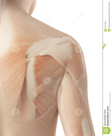 Female Shoulder Muscles Diagram Latissimus Dorsi Muscle Shoulder