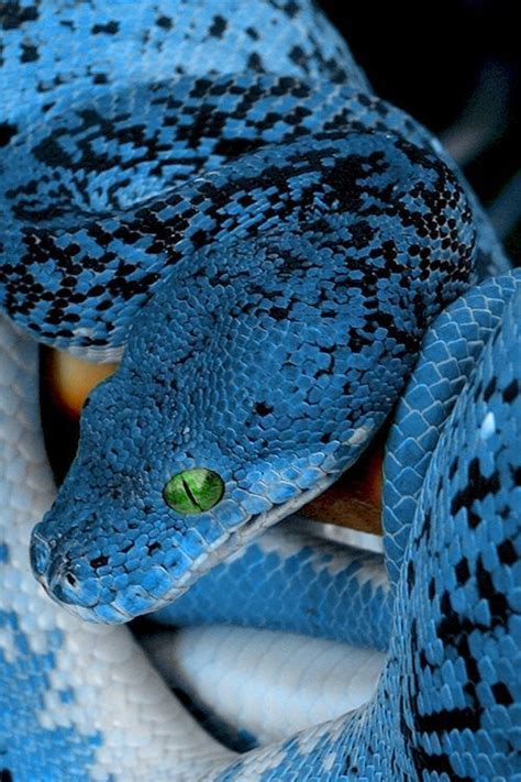 Blue Boa Snake Colorful Snakes Beautiful Snakes