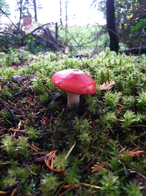 Red Mushroom