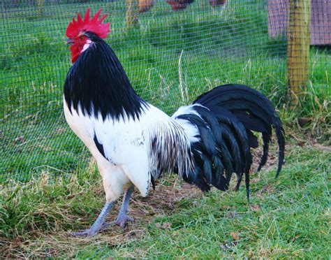 Top 10 Beautiful Breeds Of Chickens Backyard Chickens