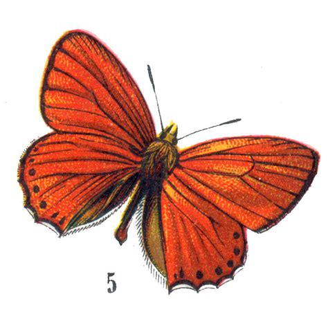 Free Vintage Clip Art Orange Butterflies For Halloween The Graphics