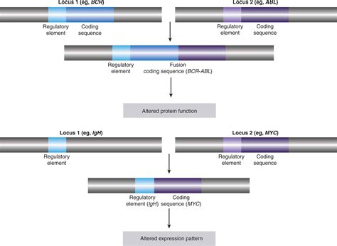 Oncogenes And Tumor Suppressor Genes Oncohema Key
