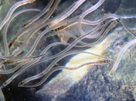 The European Eel Is Currently Staging A Extraordinary Comeback