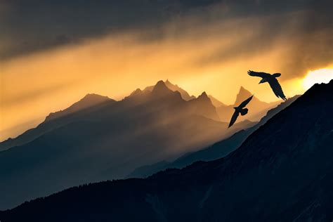 Two Bird Flying Over Mountains Illustration Dark Sky Sunlight Birds