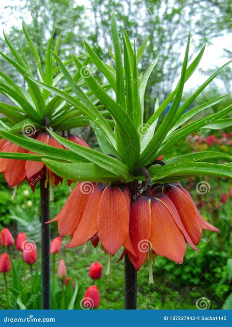 Blooming Crown Imperial In Spring Garden Crown Imperial Fritillary
