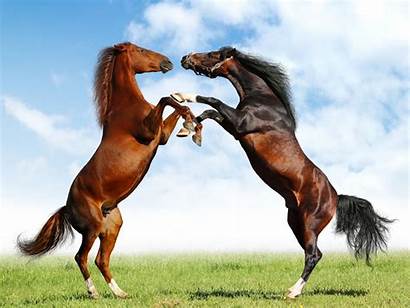Horses Wallpapers Backgrounds Desktop Hores Horse Equine