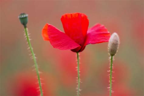 Flor de amapola: Conoce los diferentes usos y mucho más aquí
