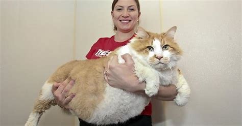 World S Fattest Cat Imgur