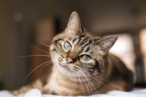 Adding fiber to the cat's food, including natural bran cereal or pumpkin, or fiber granules such as metamucil, can also help. How to Stop Cats Scratching Furniture - Why Do Cat Scratch ...
