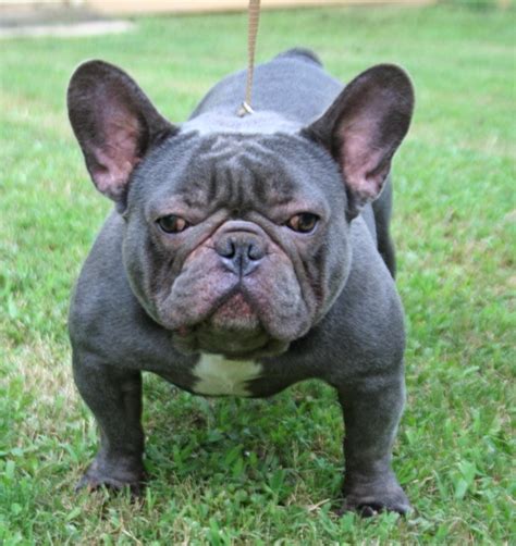 Fluffy dogs come in small and large, with a variety of breeds sporting big fluffy coats. 18 Most Beautiful Blue French Bulldog Pictures