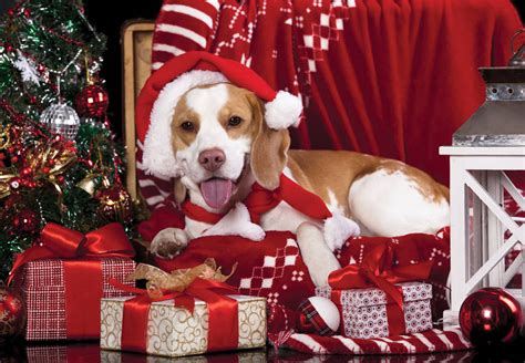 Christmas Puppies Wallpapers Big And Small Dog Breeds Photos Hq
