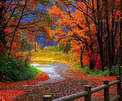 Autumn Forest Landscape Nature Trail In Autumn Hd Wallpaper Peakpx