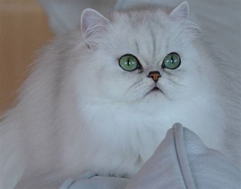 Maybe you would like to learn more about one of these? Fluffy Cat Breeds - Cat Breeds Encyclopedia