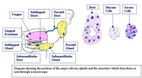 Rxdentistry Anatomy Of Salivary Glands