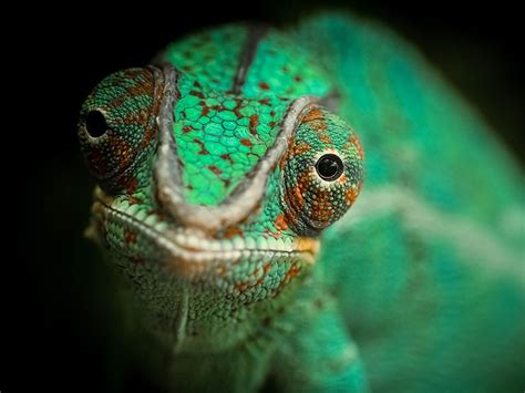 Chameleon Close Up Captivation Pics