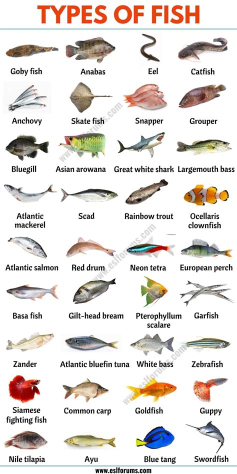 Types Of Fish List Of 35 Types Of Fish From All Around The World