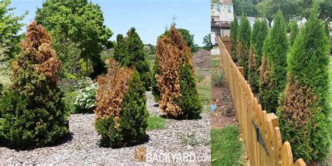 Why Is My Arborvitae Turning Brown 4 Possible Causes