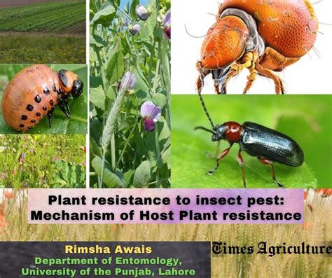 Plant Resistance To Insect Pests A Mechanism Of Host Times Agriculture