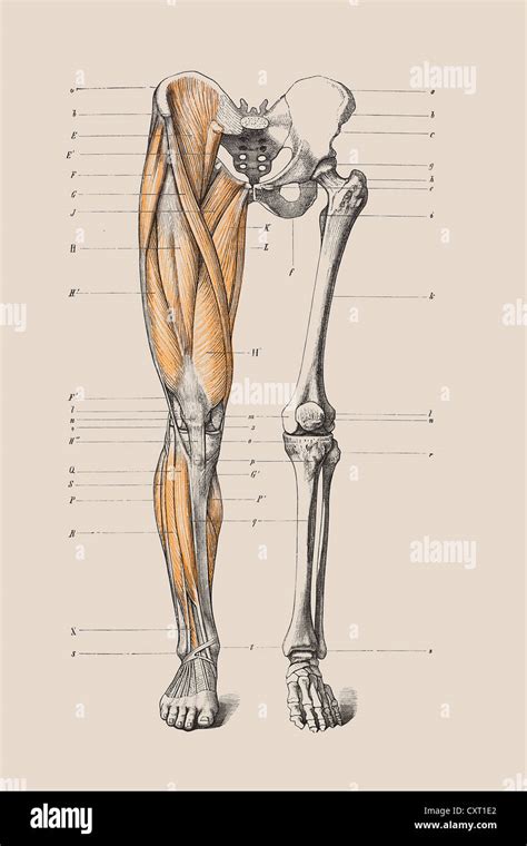 El Esqueleto De Una Pierna Humana Ilustración Anatómica Fotografía De