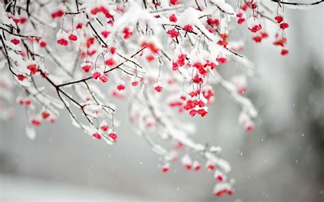 Winter Flowers Wallpaper High Definition High Quality