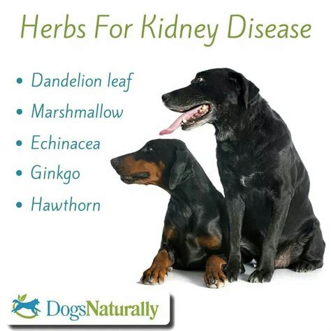 It's scary having your dog diagnosed with kidney disease. Herbs for K-9 kidney disease | Dogs naturally magazine ...