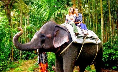 Elephant Ride Through Plantation In Thekaddy Thrillophilia