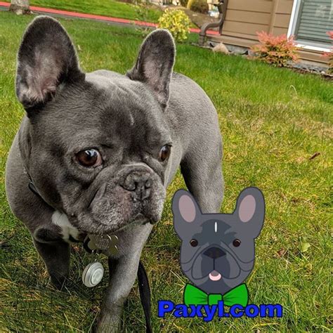 We have these stunning french bulldog puppies for adoption. Love the outdoors! #optoutside #outdoors #frenchiesofinstagram #frenchie #puppy #dog #aww #pdx # ...