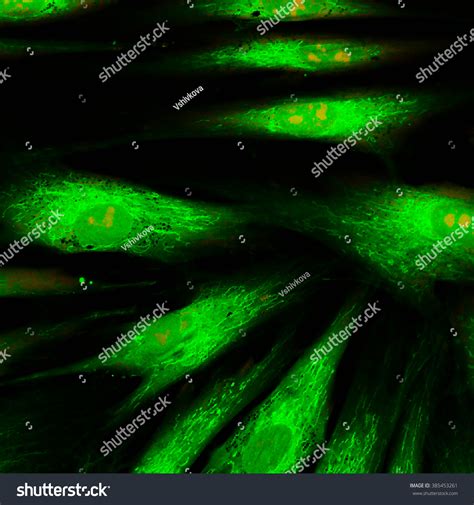 Real Fluorescence Microscopic View Human Skin Stock Photo 385453261